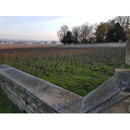 Morey-Saint-Denis 1er Cru La Riotte AC, JEAN-MICHEL GUILLON & FILS