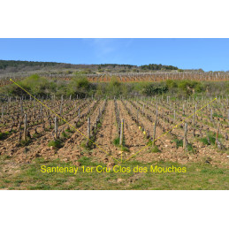 Santenay 1er Cru Clos des Mouches, AURORE BACHELET