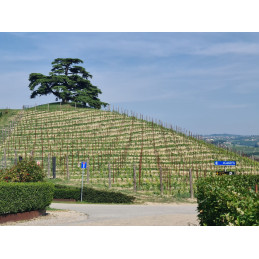 Barolo DOCG, Monfalletto, BIO, CODERO DI MONTEZEMOLO (J. Suckling 95/100)