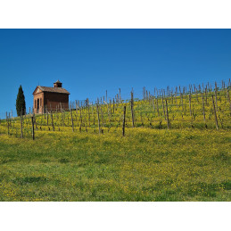 P- Cit, Barbera d'Asti DOCG, LA MONTAGNETTA