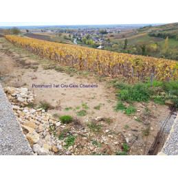 Pommard 1er cru Clos de la Chanière AC, Alexandre PARIGOT