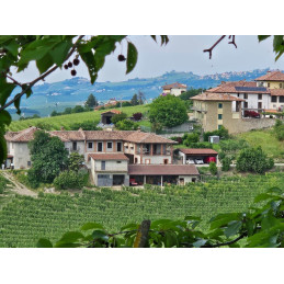 Nebbiolo Langhe DOC, TIOLE, Magnum 1,5L