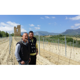 TORRE RAONE, San Zopito, Montepulciano d'Abruzzo DOC, Terre dei Vestini, BIO
