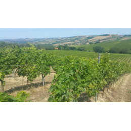 TORRE RAONE, San Zopito, Montepulciano d'Abruzzo DOC, Terre dei Vestini, BIO
