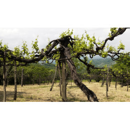 FEUDI DI SAN GREGORIO, Patrimo, Irpinia rosso I.G.T.
