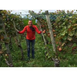TONI BARDELLINI, Riesling Sylvaner, Malans, Graubünden A.O.C.
