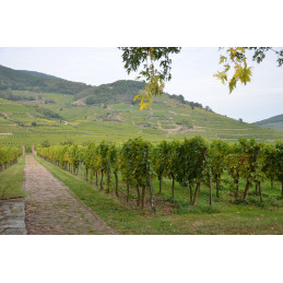 DOMAINE WEINBACH, FALLER, Riesling Grand Cru Schlossberg AC, BIO
