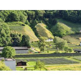 URS HAUSER, Le Cime, Rosso del Ticino I.G.T.