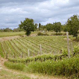 TENUTA LISINIA, Sasso di Fata, Toskana IGT, BIO