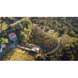 MAS SIMSÓ,  Blanc, Priorat DOQ
